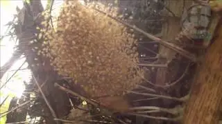Spider Explodes and Thousands of Babies Spread Across Garden 2