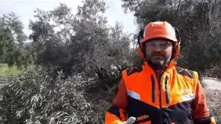 PODA OLIVO JAEN ALCAUDETE VIDEO 18 BIS