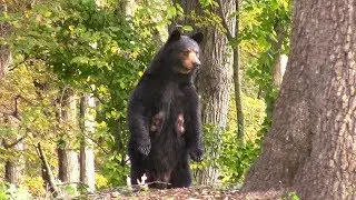 Family of Bears on Village Hill Northampton