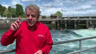 Show Me Seattle: Salmon a Keystone Species