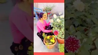 My New Plant Collection🤗 Pre-Preparation For Spring Season🍓🥀🌷 Garden tour#gardening#shorts#viral