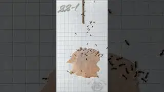 Sugar Ants 🐜 vs Maple Honey Ham normal time Micro Ant feeding reveals coin series 22-1