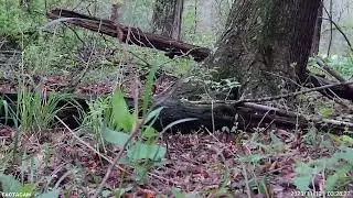 Spring turkey season run and gun action!