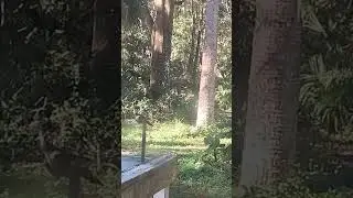 &ldquo;Wild Turkey Strolling Through the Backyard 🦃 | Tilou Farm&rdquo; #florida #wildlife #nature