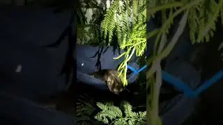 Fue hallada herida en Itag&uuml;&iacute; una marteja infantil