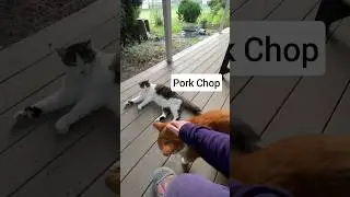 POV: Petting the Outdoor Cats #cats #catlady #outdoorcats