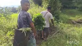 Home Vegetables Garden, 