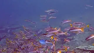 Two Spot Banded Snapper