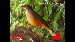 Sabiá Laranjeira Canto flauteado Bom Para Encarte 🐦🌾🌴
