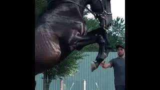 Is This the Most Powerful Horse Ever Filmed? 🐎🔥