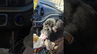 Pug Life #dayandlife #pug #puglife #dutchbros #saturday #dogpark #pupcup #sniffbutts #touchgrass