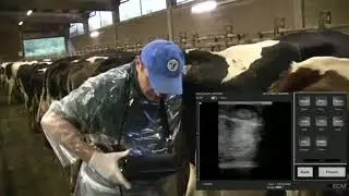 ECOGRAFO IMAGO SONDA LINEAL RECTAL