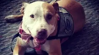 Downey veteran hopes car thief will have a heart and return service dog | ABC7