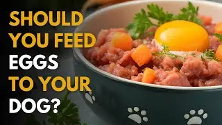 Should You Feed Eggs to Your Dog?