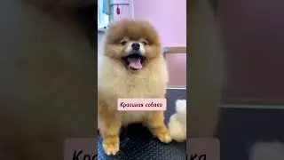 Стрижка в Pet Spa 🔥 До и после  #груминг_petspa #груминг #собаки #архангельск