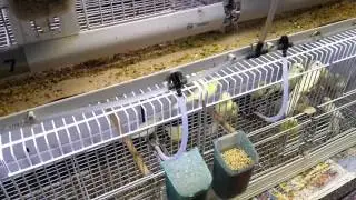 Impianto automatico acqua per canarini