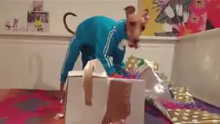 Determination dog will never give up!