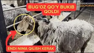 bug'oz qo'y bukib qolsa nima qilish kerak