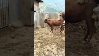 big bull and big cow video ||bull mating#part5 #breeding #breedingprogress