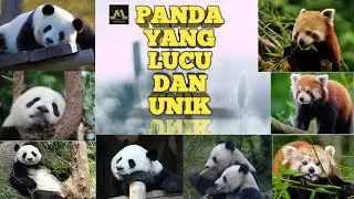 PANDA RAKSASA DAN PANDA MERAH YANG LUCU, UNIK DAN LANGKA.