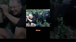 He Froze When the Gorilla Stared 👀 #wildgorilla #jungleencounter #wildliferescue #truestory