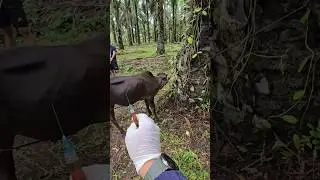 [LEMBU BANTUT] Penyuntikan vitamin perangsang pertumbuhan