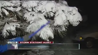Heavy snow bending tree branches