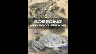 Breeding new frog strains #Breeding_new_frog_strains