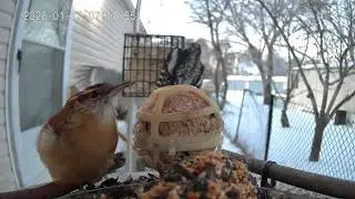 Bird of the day January 27th 2026