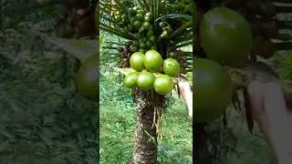 Cycas female plant, F.Cone, megasporophyll, ovules @dr.anilbotanylectures6842