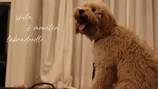 shila labradoodle tricks ❥