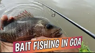 Bait fishing in goa 🌅|| 🎣back-to-back mangrove Jack 🎣