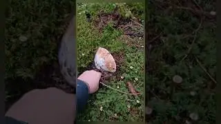 Mushrooms from the Carpathian mountains #2025 #funghi #porcini #boletus
