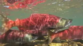 Sockeye Salmon Run