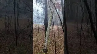 Why Did This Birch Tree Fall Down? #fallintoshorts