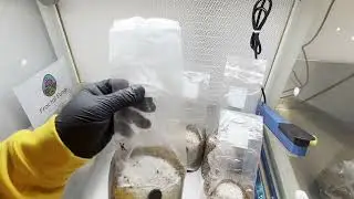 Update on Yeast Peptone Agar Plates & Millet Bags