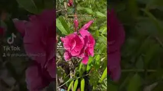 #mandevilla