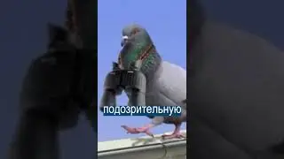 Голубя-шпиона сдали в полицию