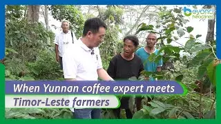 When Yunnan coffee expert meets Timor-Leste farmers