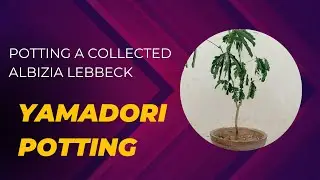 Transforming a Yamadori Albizia Lebbeck into a Bonsai: The Potting Process