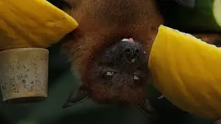 Did bats spread really spread coronavirus?