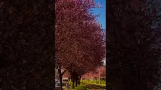Check-in📍Краснодарская весна #reels #shortvideo #shorts #россия #short #shortsvideo #краснодар