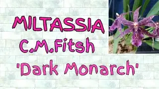 Мильтассия. Miltassia C.M.Fitsh 'Dark Monarch'.