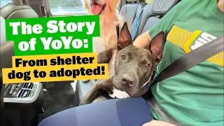 The Story of Yoyo the American Staffy X Sharpei - From Shelter Dog to Adopted