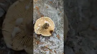 Latex Dripping from Milk Cap Mushroom. Cutting Milkcaps. Mushroom Foraging.