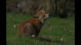Red Foxes living in a London Cemetery