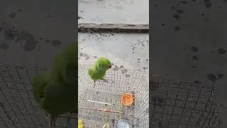 parrot 🐦//तोता//cute parrot talking🐦//parrot baby//parrot talking//rabbit Aa channel//please support