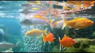 This Tank Is Stunning#stunning #aquarium #fishtank #shorts