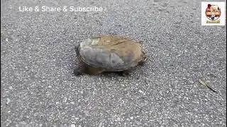 Saving the slowest animal on earth from being hit by a car 