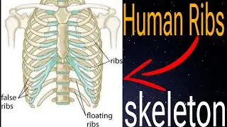 What is human Ribs | | how many ribs in the humans body #anatomy #ribes